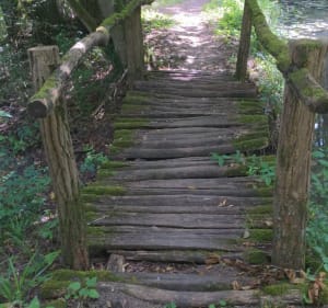 Bois d'Izeure - Izeure - 3
