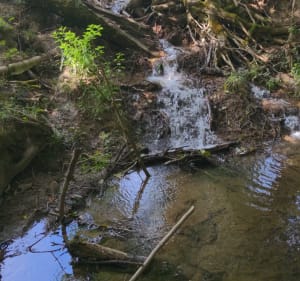 Bois d'Izeure - Izeure - 4