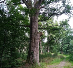 Balade du gros chêne - Ébreuil - 3