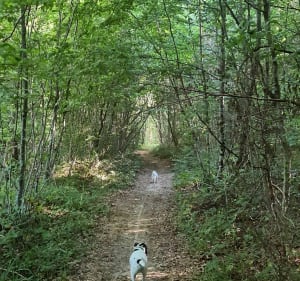 Bois de la Breteniere - Fontenotte - 4