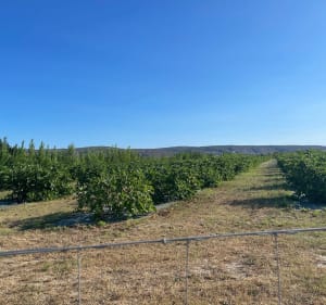 Etang de Salses: Du village de pêcheurs à Garrieux et terroir. - Salses-le-Château - 5
