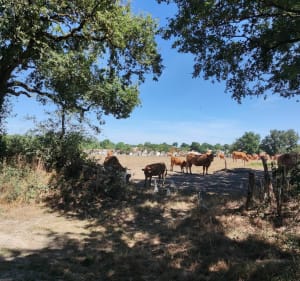 Balade autour des Clouzeaux - Romain - 5