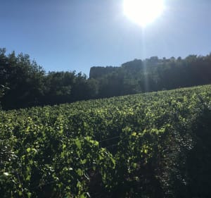 Roche de Solutré - Solutré-Pouilly - 4