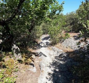 Du Chameau à Clansayes - Saint-Paul-Trois-Châteaux - 4