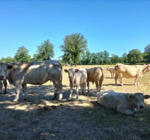 Bocage creusois en damier - Gouzon - 4