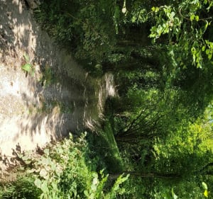 Balade en lisière de forêt à La Neuville Chant D'Oisel - La Neuville-Chant-d'Oisel - 3