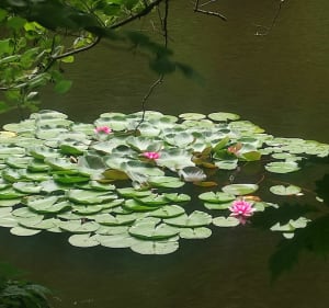 De Saint Avold au Warndtweiher, retour par les étangs - Saint-Avold - 4