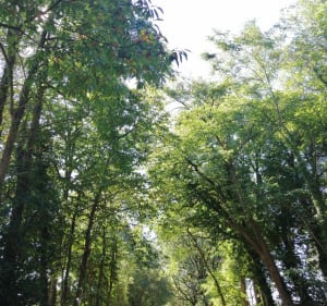 Boucle entre La Boissière des Landes et Aubigny - La Boissière-des-Landes - 3