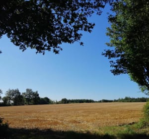 Boucle entre La Boissière des Landes et Aubigny - La Boissière-des-Landes - 4