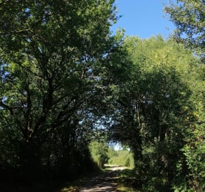 Boucle entre La Boissière des Landes et Aubigny - La Boissière-des-Landes - 5