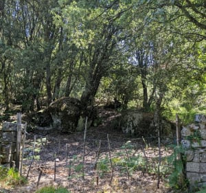 Petite marche sur le chemin de Sapara - San-Gavino-Di-Carbini - 3