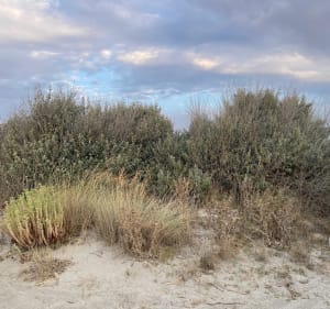 Boucle Torreilles plage, village. - Torreilles - 5