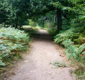 Zeer mooie wandeling in het Bois de Roquelaure - Lapugnoy - 4