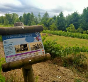 Balade VTT Chaingy,Ormes, Ingré en sous bois - Chaingy - 4