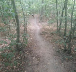 Balade dans les bois de Changé - Changé - 5