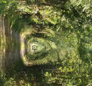 Les Prairies de Pacouinay - Bois Riveau - Rives-d'Autise - 5