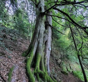 Le coquin site historique à découvrir pour une vue à 360 - Celles sur Plaine - 5