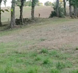 Une ballade digestive aux trois provinces - Trans sur Erdre - 5