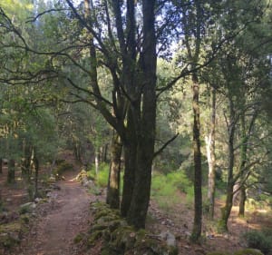 Marche en sous bois à Zonza - Zonza - 5