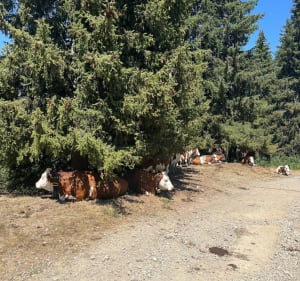 Wandeling op het Beauregard-plateau - Manigod - 5