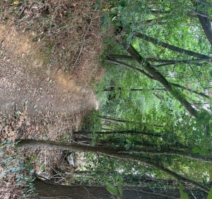 Bois de Champrond et Butte de Saint Serge - Champrond-en-Perchet - 3