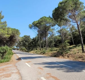 Fietsen Janas Forest/Cap Sicié - Saint-Mandrier-sur-Mer - 4