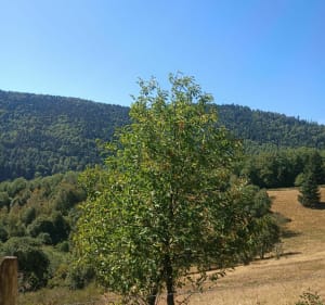 Balade famille au col d'Urbeis - Manue - 3