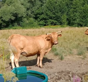 Belle balade au milieu de la campagne - Tanconville - 3