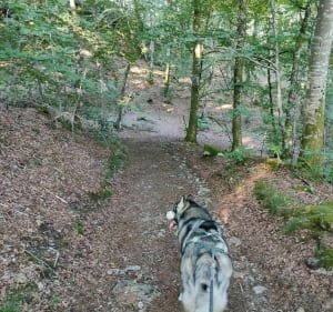 Sentier botanique de St Etienne de Chomeil au départ bourg - Saint-Étienne-de-Chomeil - 4
