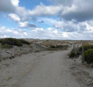 Biscarrosse plage entre dunes et forêt - Biscarrosse - 4
