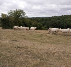 A travers les champs Burbure Allouagne Auchel - Auchel - 3