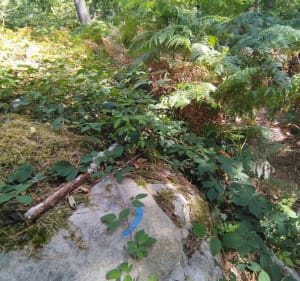 Plaine verte et rochers à Bourron Marlotte - Fontainebleau - 4