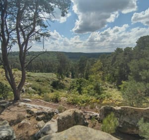 Plaine verte et rochers à Bourron Marlotte - Fontainebleau - 6