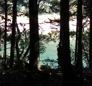 Forêt et vue mer - Concarneau - 5