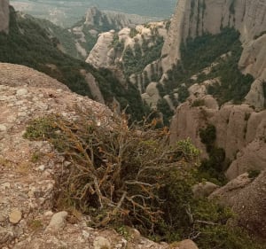 Gravir les sommets de Montserrat - Monestir de Montserrat - 5