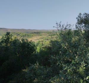 Entre vignes et oliviers à Saint-Pargeoire - Saint-Pargoire - 3