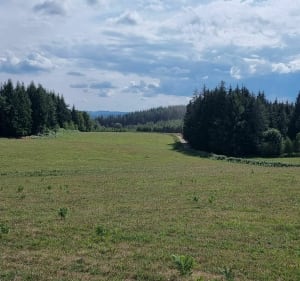 Balade en forêt des sapins - La Courtine - 5