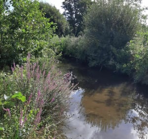 De moerassen van Mousterlin - Fouesnant - 3