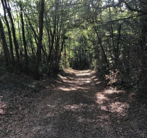 Très belle boucle de St Avit - entre champs et bois - Saint-Avit - 4