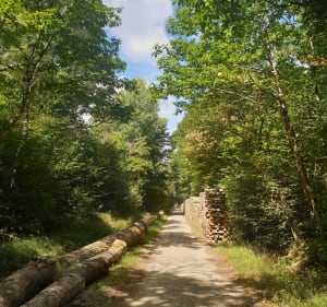 Marche en forêt - Ozoir-la-Ferrière - 3