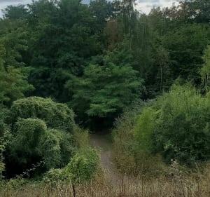 Balade au milieu de la végétation - Harnes - 3