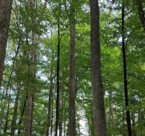 A vélo en forêt de Tronçais: chênes remarquables et étangs - Saint-Bonnet-Tronçais - 4