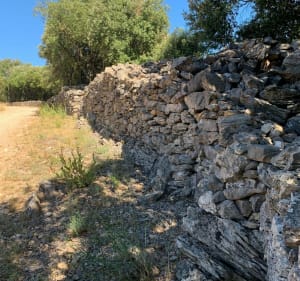 La grenouille de Faugères - Faugères - 4
