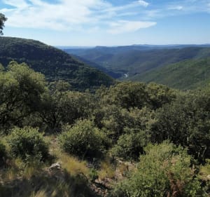 Jusqu'à la cime des collines cevenoles, par les sentiers - Mialet - 3