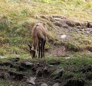 Wandeling in Merlet Park - Les Houches - 4