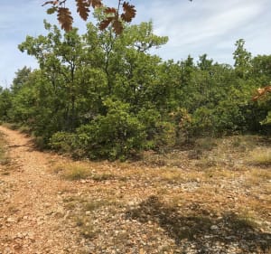 Belle balade sur les hauteurs du parc naturel du Lubéron - Montsalier - 3