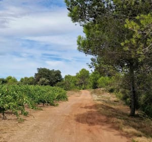 Autour de Cazouls - Cazouls les Béziers - 3