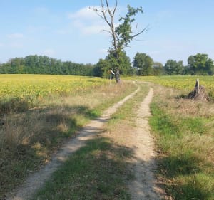 Balade à Saint-Rėmy - Saint-Rémy - 3