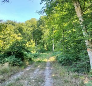 Balade à la fraîche dans la forêt de Brotonne - Arelaune-en-Seine - 3