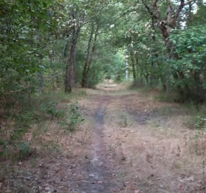 Sortie à la découverte de la forêt de Montech - Montech - 2